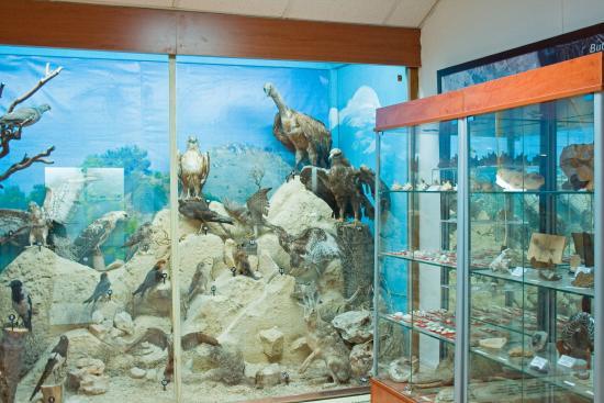 Municipal Museum of Natural History